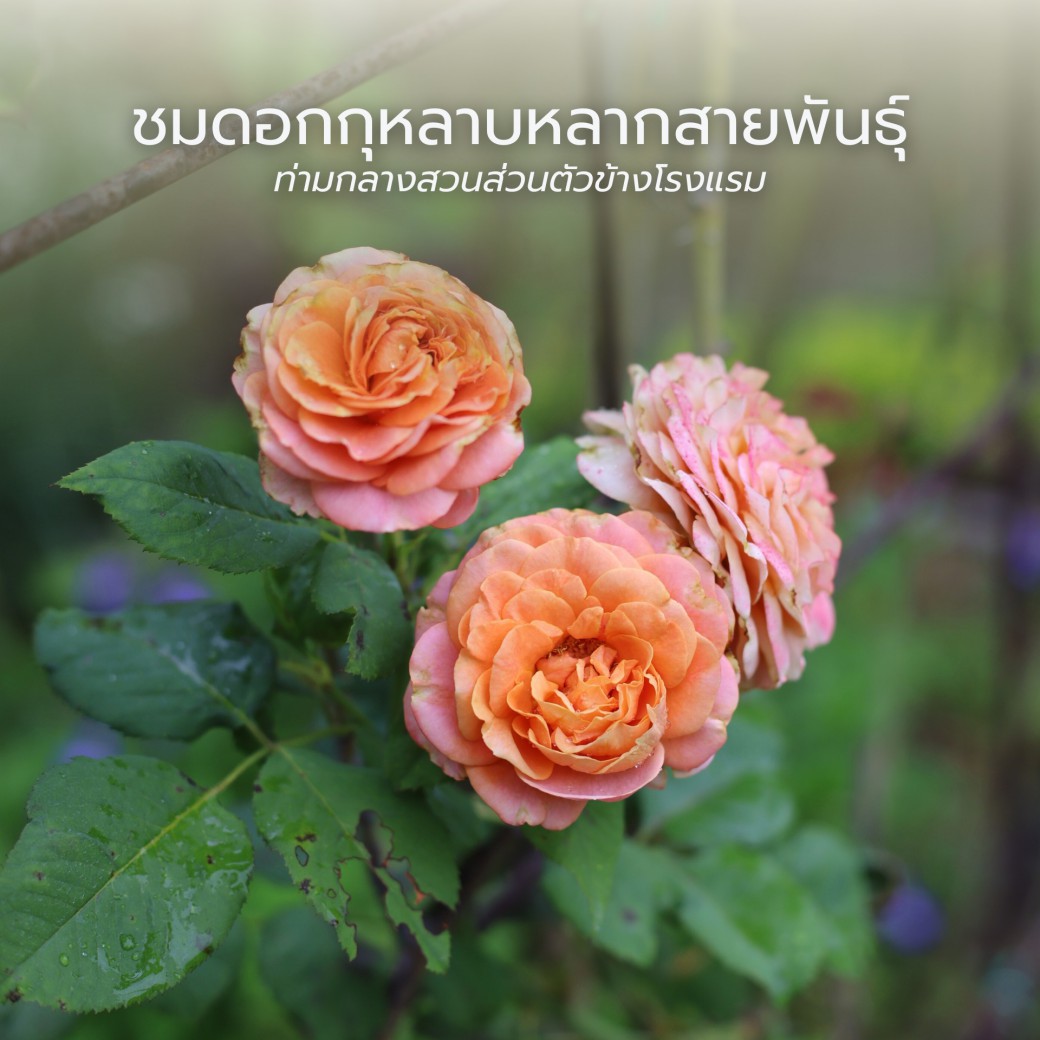 FILE-20250922-14479P2U1LDUJ53B