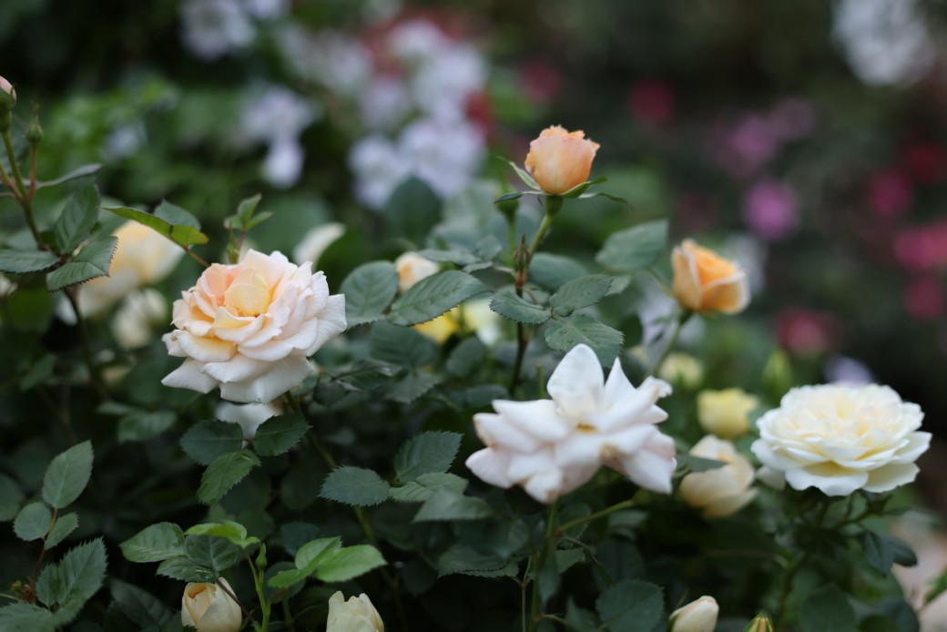 FILE-20251210-150765XJY2G4QVBB