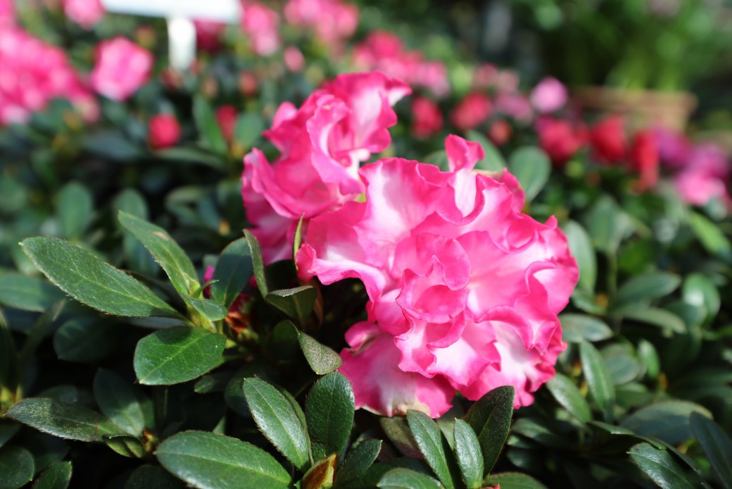 FILE-20251210-15581FA8A8YBV1LW