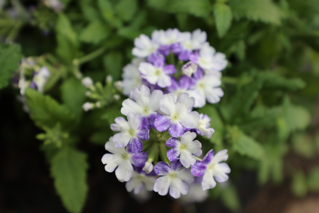 FILE-20251210-1559EPK6G8FNNAKJ