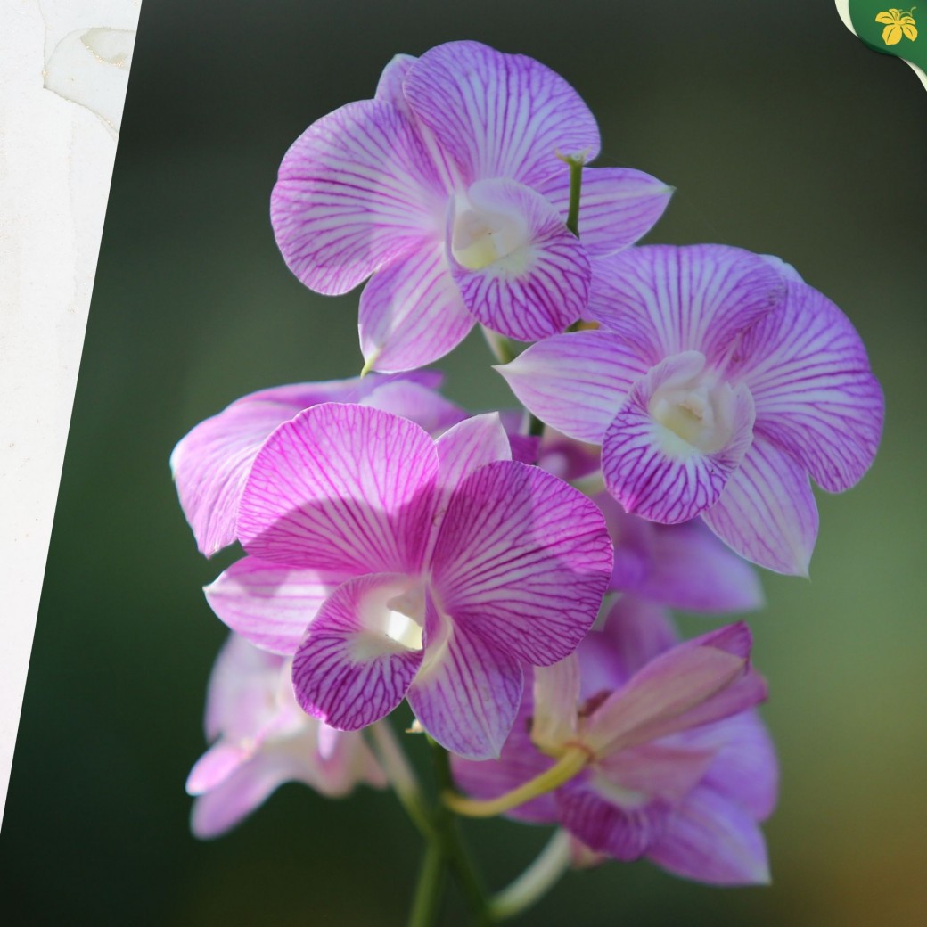 FILE-20251213-1334WK1ZMB6TVA3Y