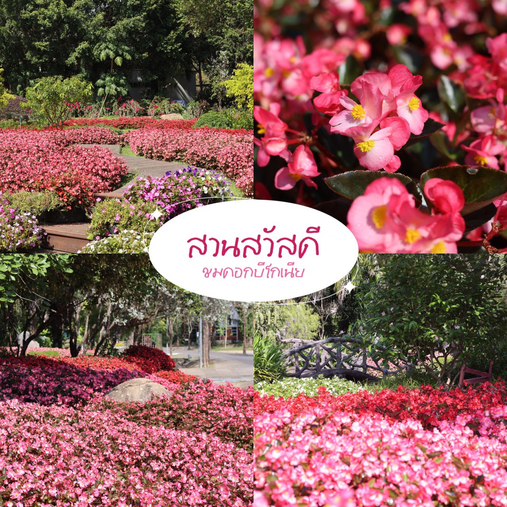 FILE-20260304-1118XMZTREETZS45