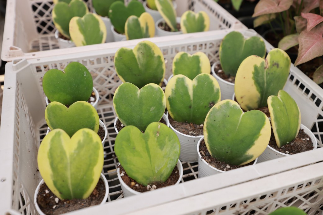 FILE-20260326-1206BVESJNZ4UJK7