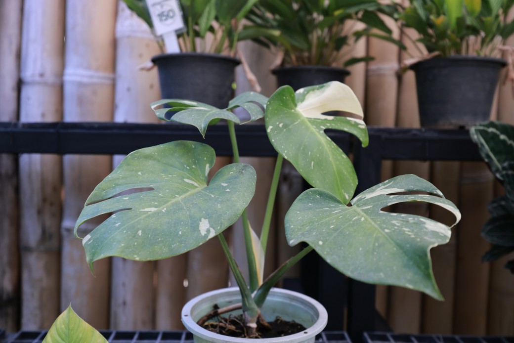 FILE-20260326-1208M43F48HBQBQK