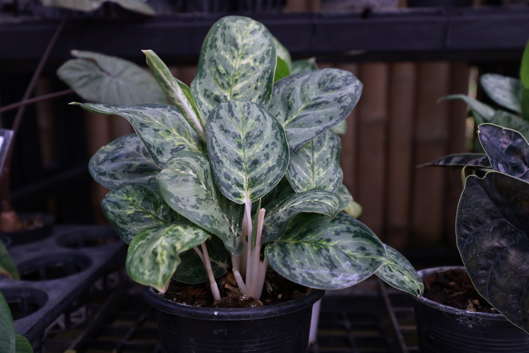 FILE-20260326-1259AS285U33GD7E