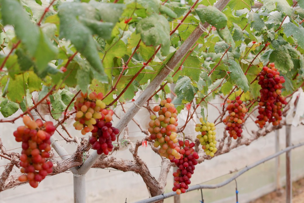 FILE-20260401-1319GYYJMXVZSCFS