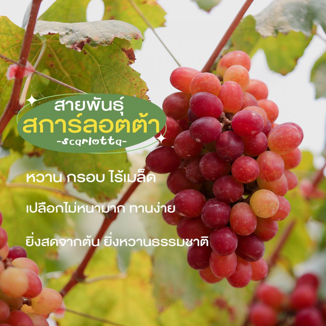 FILE-20260401-1338SSM3LMK2TK4K