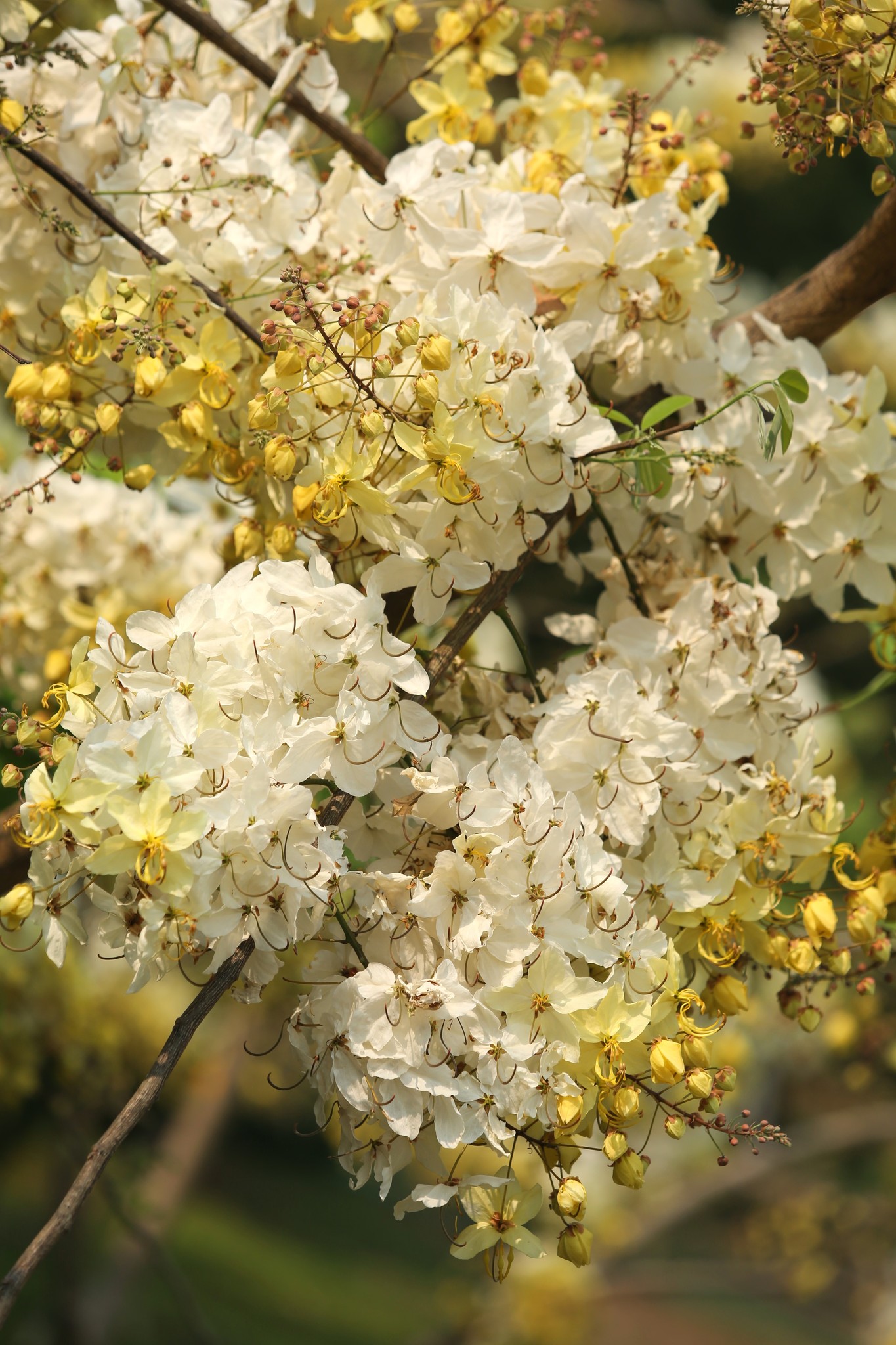 ช่วงนี้ดอกคูนหรือดอกราชพฤกษ์สีเหลืองสดใสเริ่มผลิบานสะพรั่งให้ชมกันได้ทั่วเชียงใหม่แล้ว