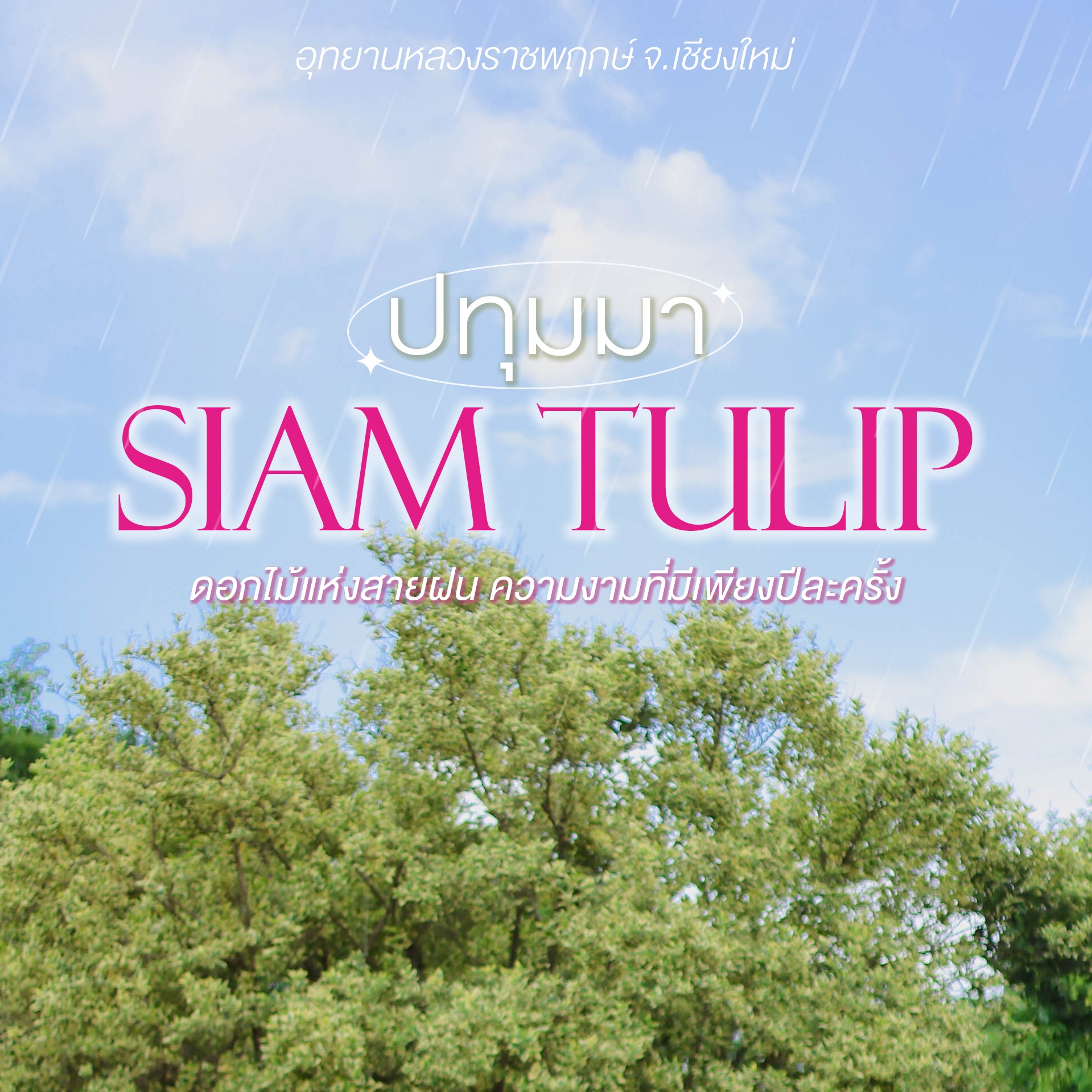 "ปทุมมา"ทิวลิปเมืองไทยกำลังบานดอกไม้แห่งสายฝนความงามที่มีเพียงปีละครั้ง❀