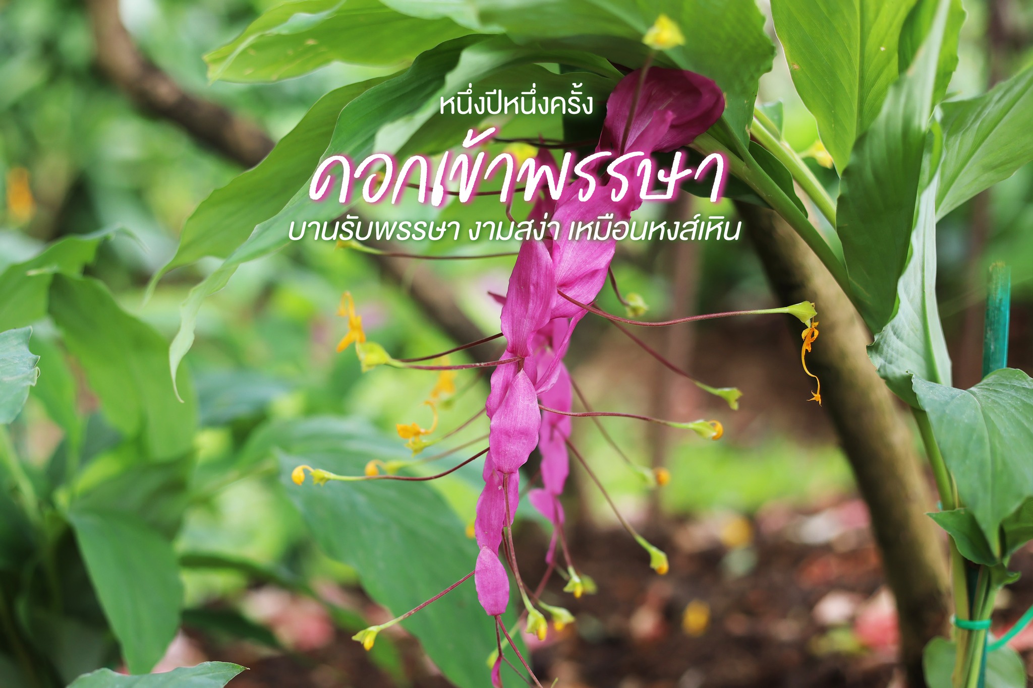 “ดอกเข้าพรรษา”ดอกไม้งามสง่าคู่เทศกาลหนึ่งปีมีดอกให้ชมเพียงครั้งเดียว