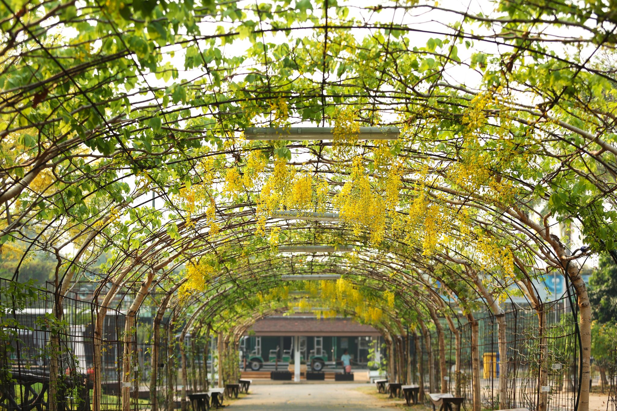 ❀เริ่มบานแล้ว❀