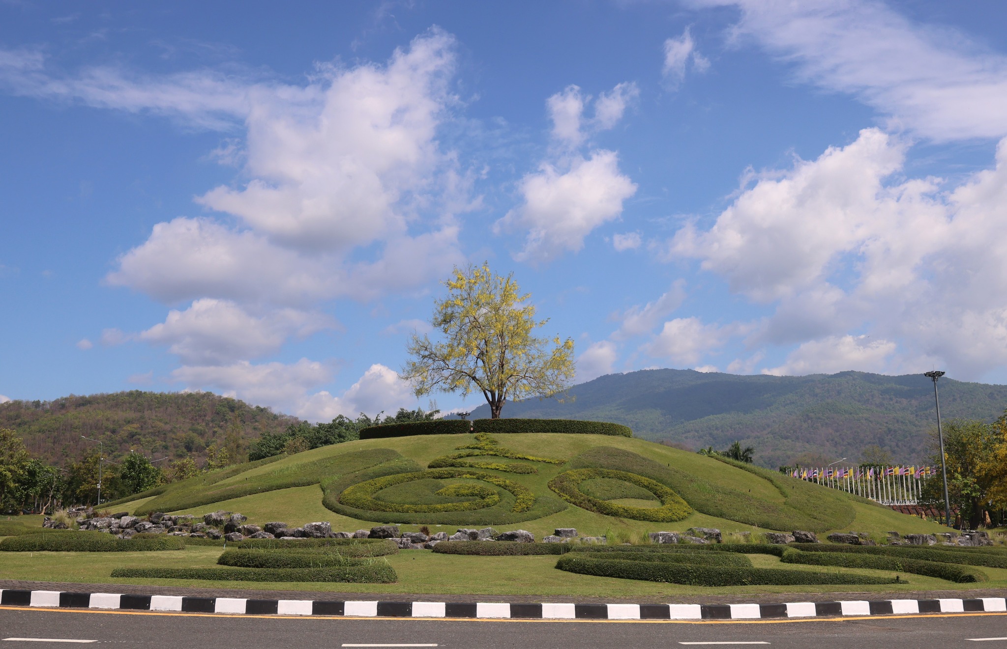 บานสะพรั่งเต็มทั่วสวนแล้วกับ"ดอกราชพฤกษ์"กว่า1,500ต้นที่เยอะที่สุดในเชียงใหม่