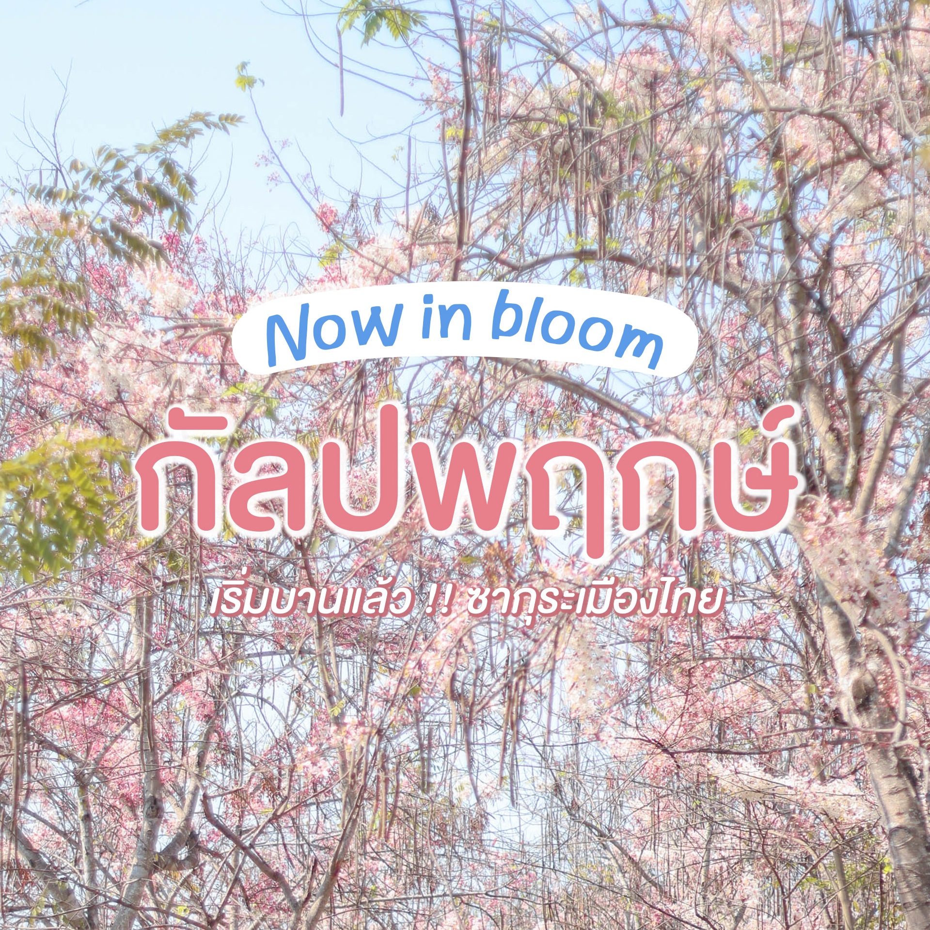 ❀กัลปพฤกษ์เริ่มผลิบาน!ซากุระเมืองไทยสีชมพูละมุนทั่วอุทยานหลวงราชพฤกษ์จ.เชียงใหม่❀