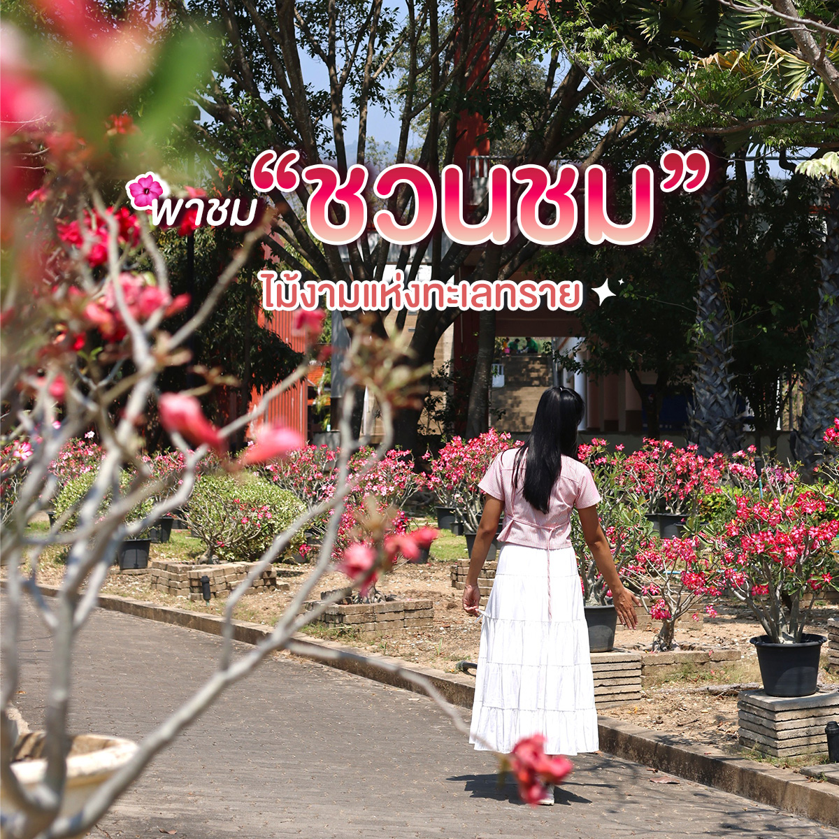 พาชม"ชวนชม"ไม้งามแห่งทะเลทรายꕥอุทยานหลวงราชพฤกษ์จ.เชียงใหม่