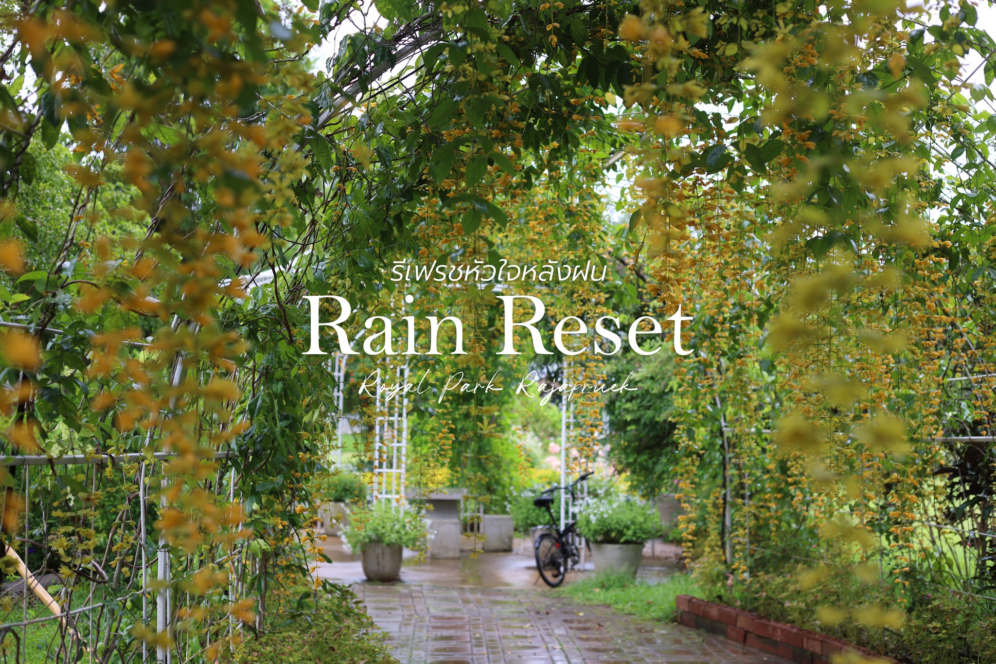 ☀RainReset:รีเฟรชหัวใจหลังฝน☁อุทยานหลวงราชพฤกษ์จ.เชียงใหม่