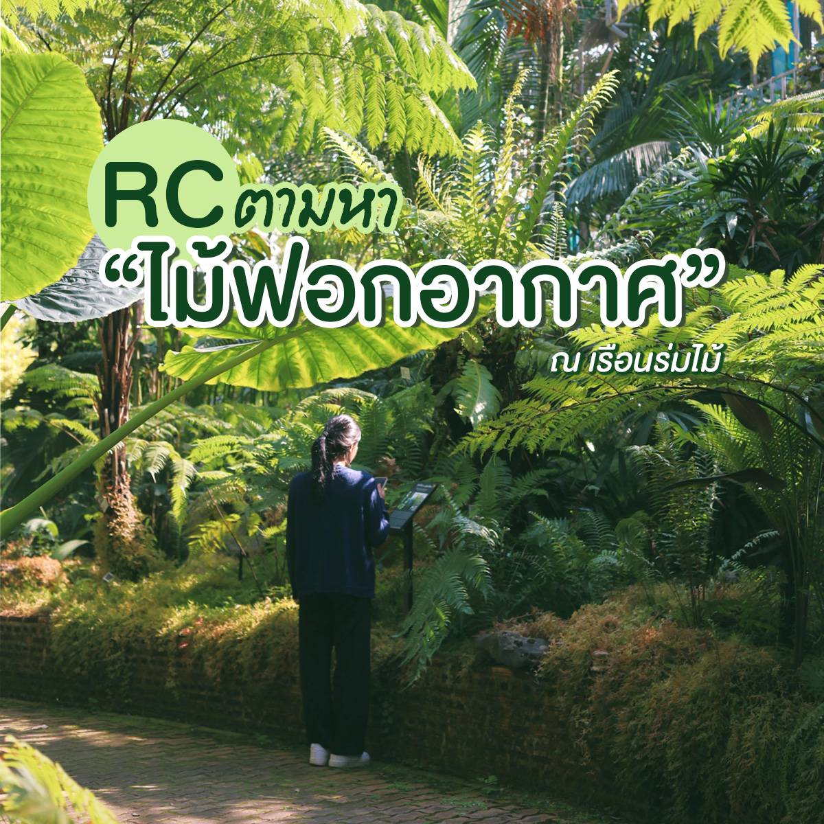 ❧กิจกรรม"ตามหาRCต้นไม้ฟอกอากาศในเรือนร่มไม้"อุทยานหลวงราชพฤกษ์จ.เชียงใหม่☙