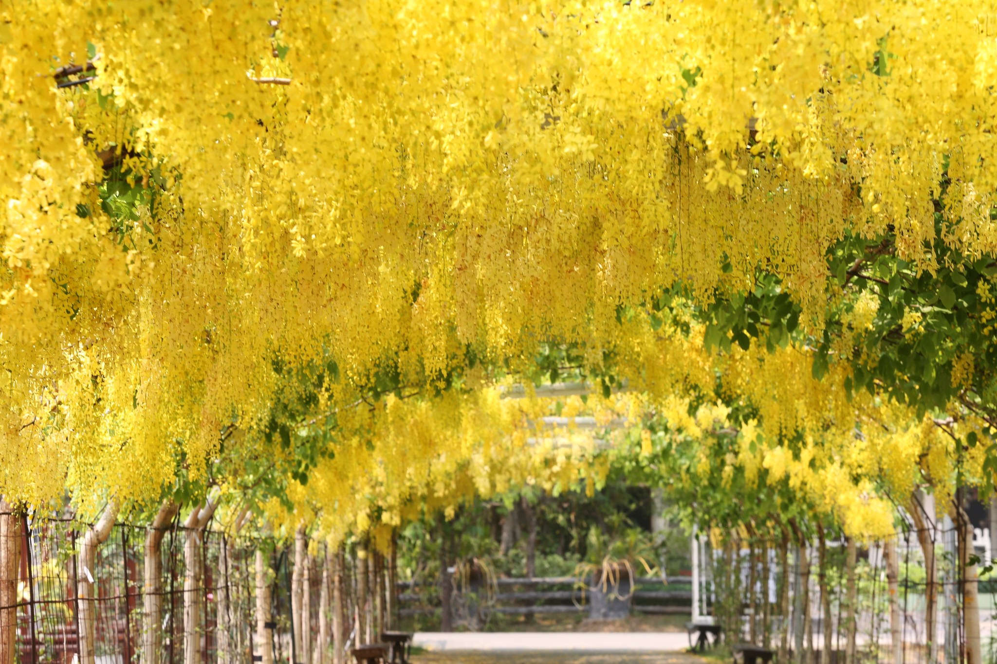 ✧เที่ยวสงกรานต์แบบชมธรรมชาติ..หลีกหนีรถติดในเมือง..ต้องที่อุทยานหลวงราชพฤกษ์จ.เชียงใหม่