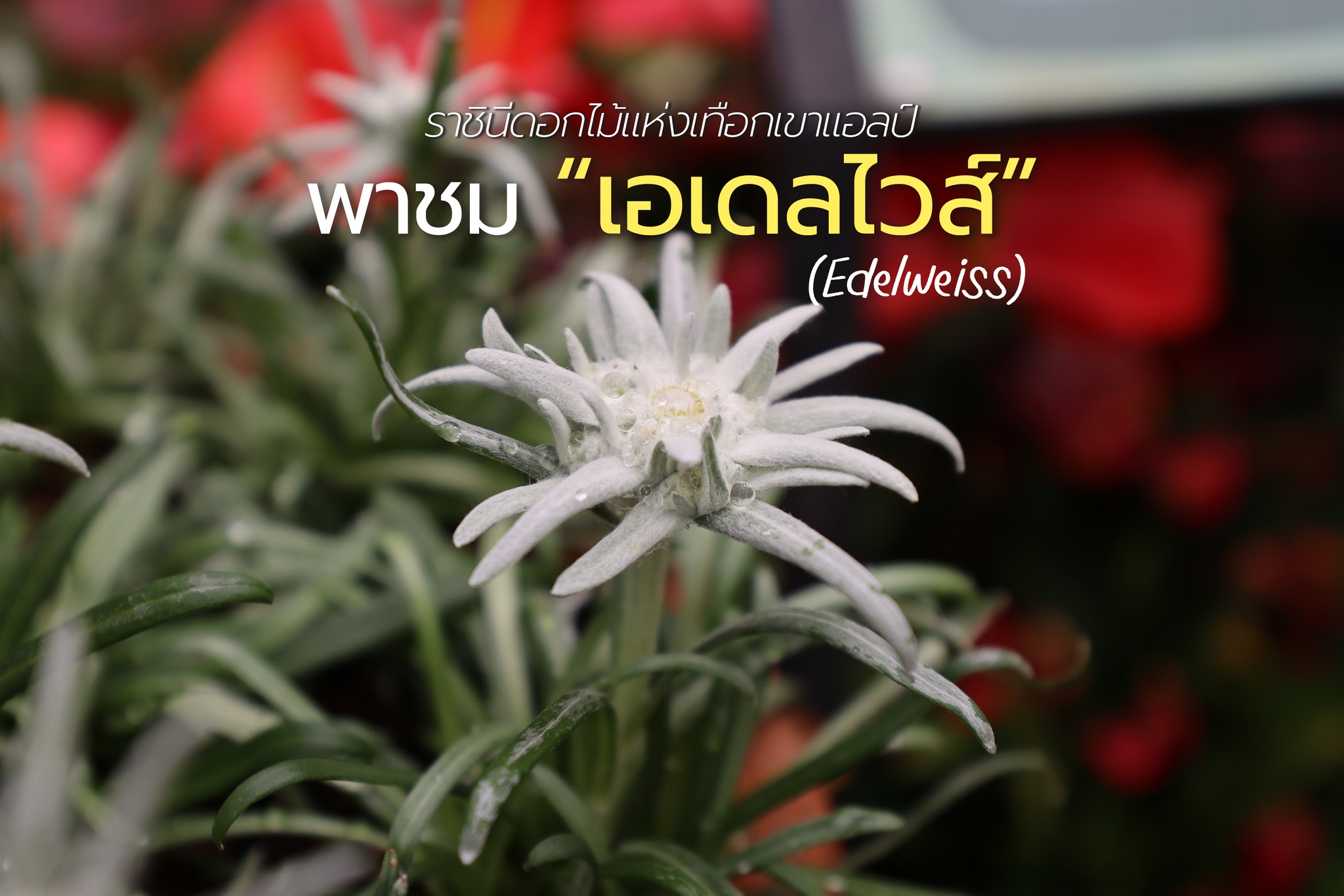 "เอเดลไวส์"(Edelweiss)"ราชินีดอกไม้แห่งเทือกเขาแอลป์