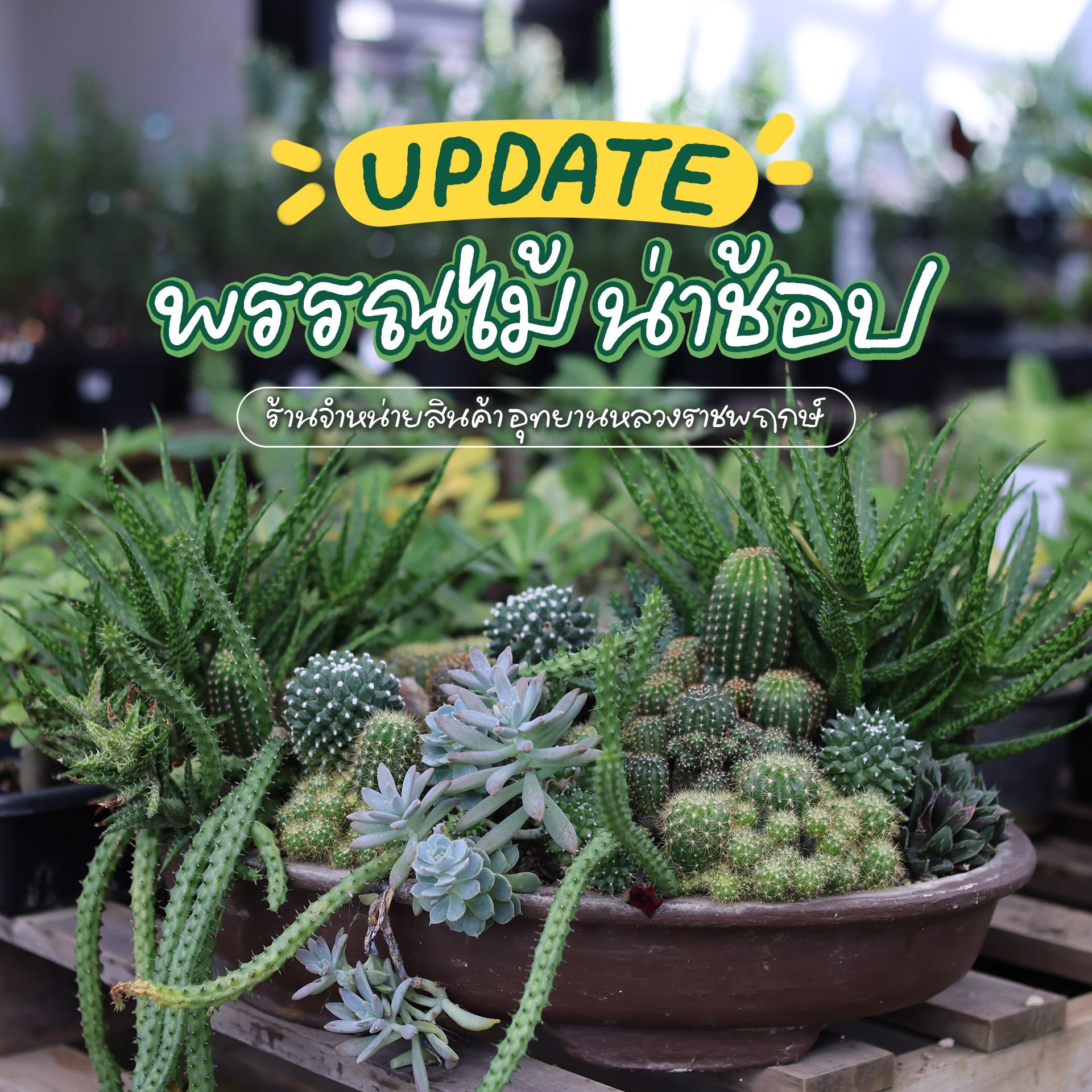 เติมสีเขียวให้บ้านกับต้นไม้นานาพันธุ์ღที่ร้านจำหน่ายสินค้าที่ระลึกอุทยานหลวงราชพฤกษ์