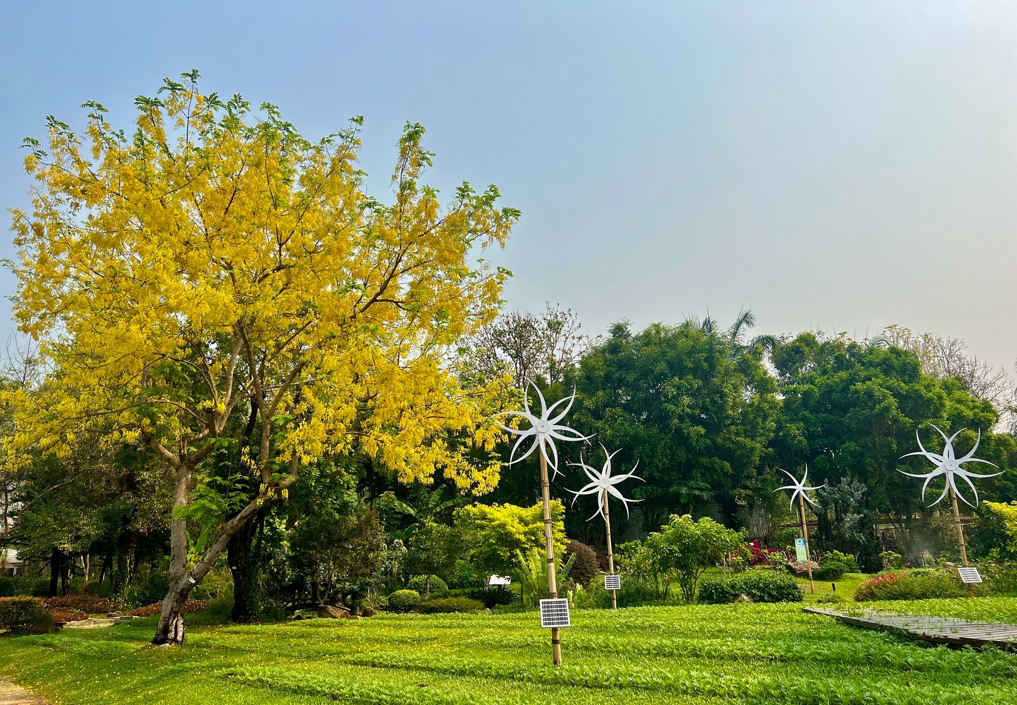 อัพเดทการผลิบานของ“ดอกราชพฤกษ์”ในอุทยานหลวงราชพฤกษ์