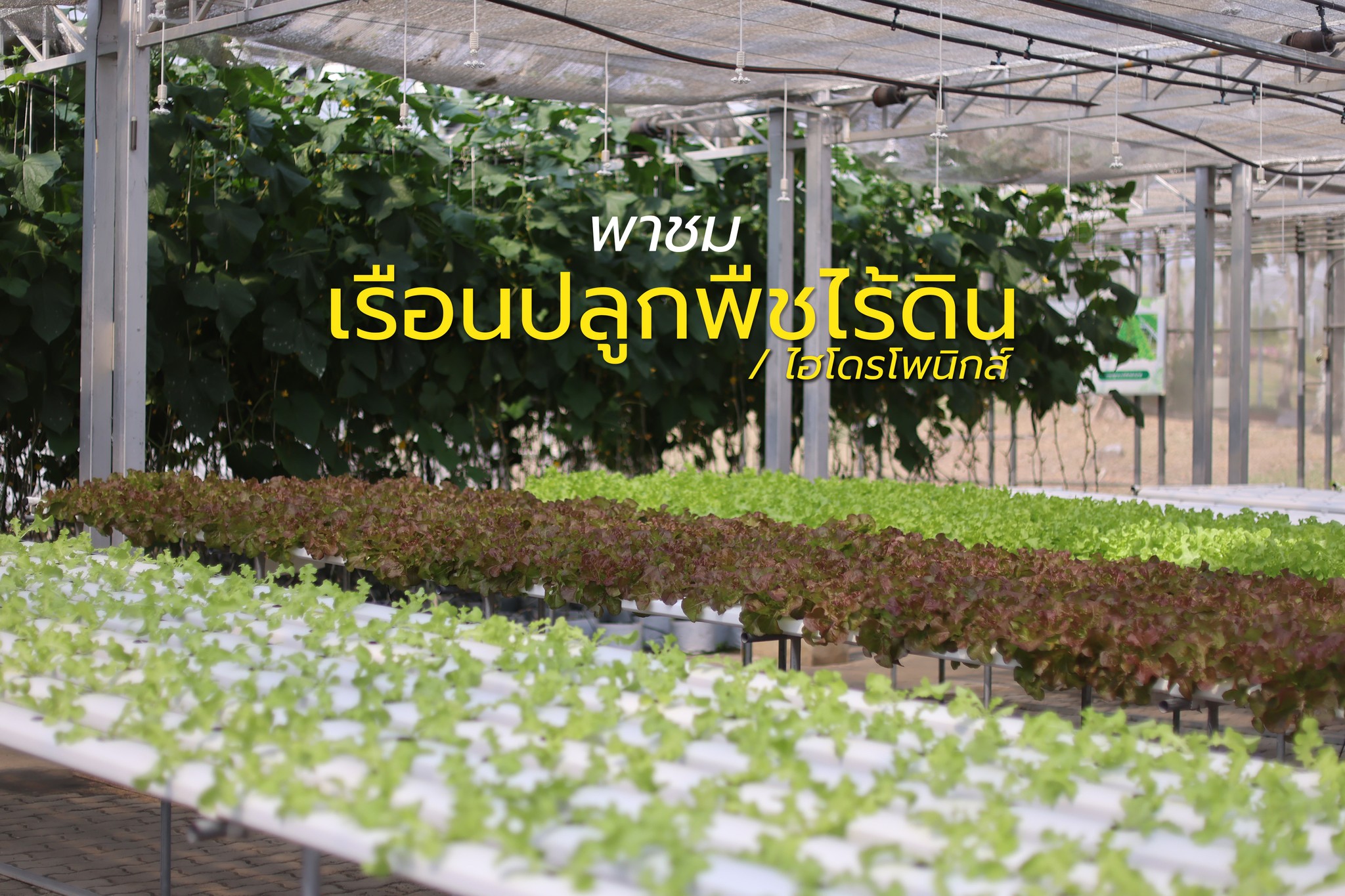 พาชม"เรือนพืชไร้ดิน"ที่อุทยานหลวงราชพฤกษ์จ.เชียงใหม่