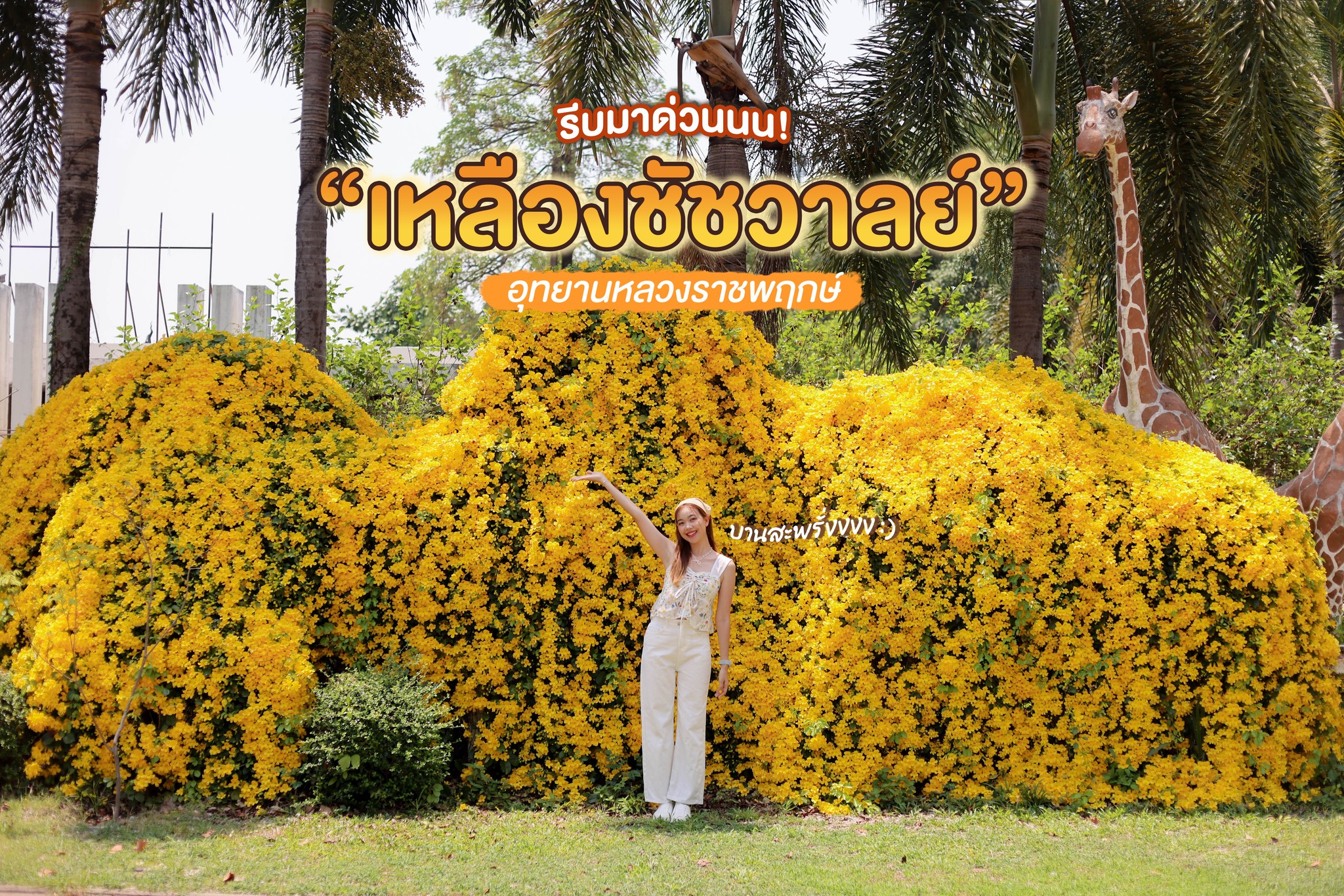 NowinBloom|เหลืองชัชวาลย์
