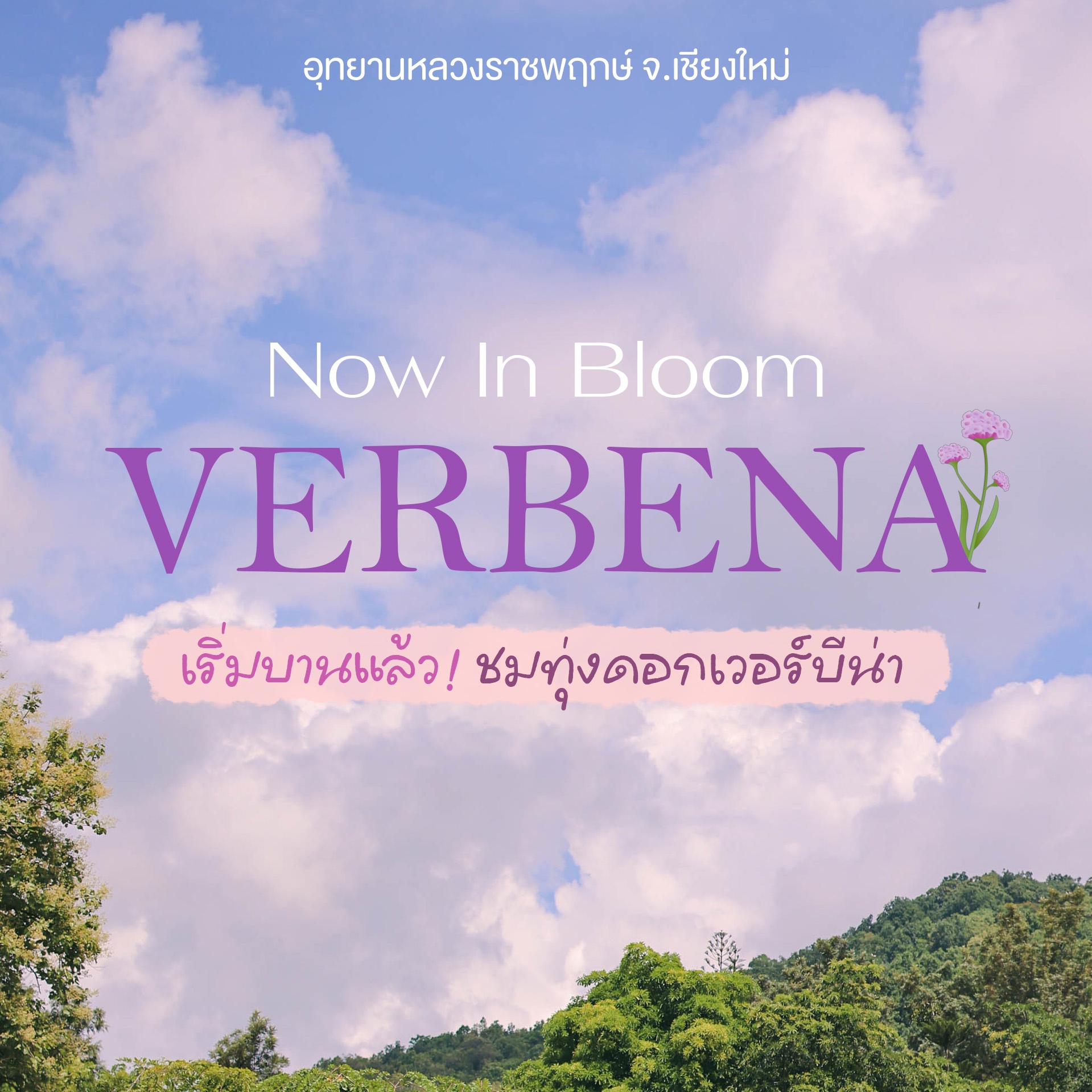 ❀ทุ่งดอกเวอร์บีน่าเริ่มบานแล้ว!❀ที่