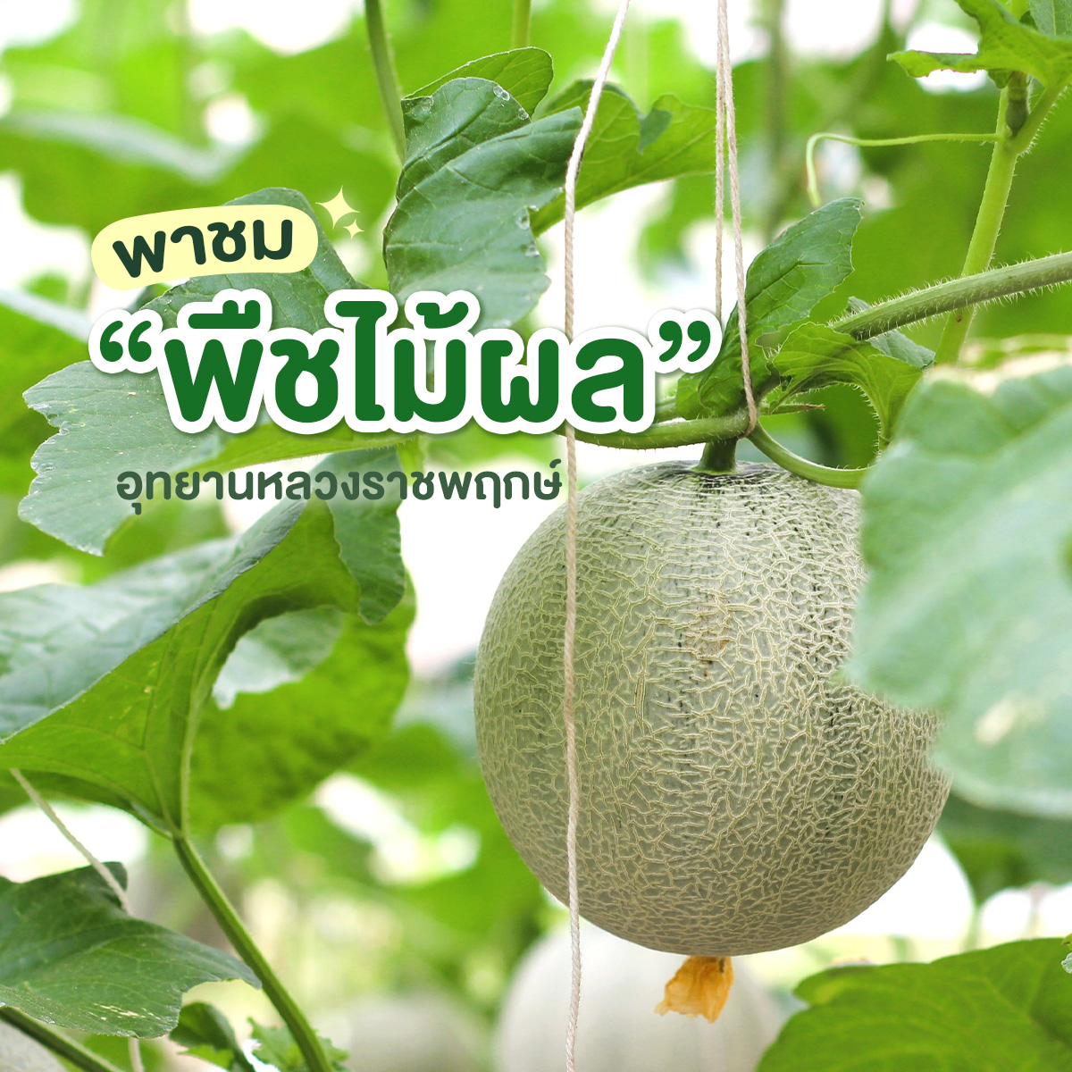 สัมผัสเสน่ห์"พืชไม้ผล"ท่ามกลางฤดูร้อนอุทยานหลวงราชพฤกษ์จ.เชียงใหม่