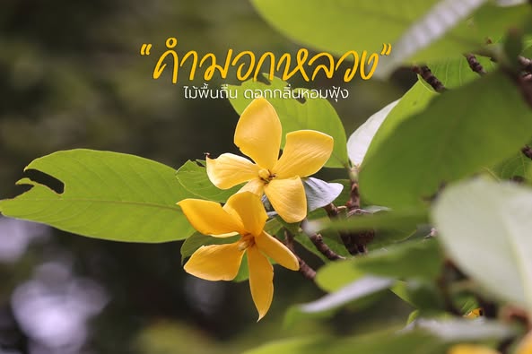 มาทำความรู้จักคำมอกหลวงหรือคำมอกช้าง