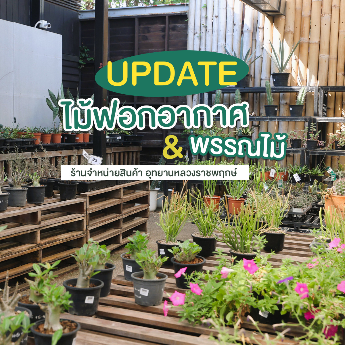 ชวนช้อปพรรณไม้&ไม้ฟอกอากาศที่ร้านจำหน่ายสินค้าที่ระลึกอุทยานหลวงราชพฤกษ์ꕥ