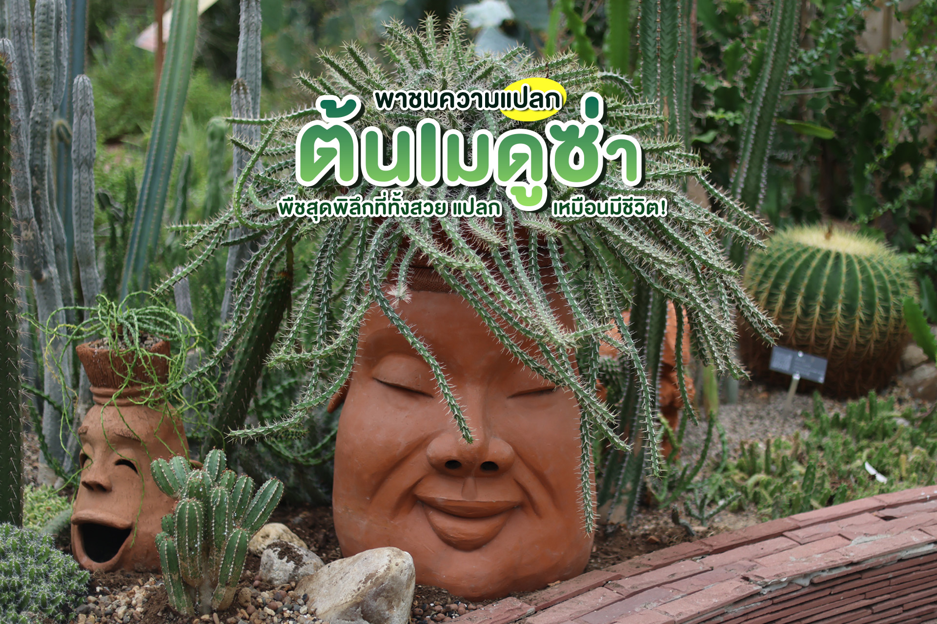 Euphorbiastellate❁ยูโฟเบียหัวเมดูซ่าต้นไม้สุดลึกลับจากเรือนพืชทะเลทรายที่ใครเห็นก็ต้