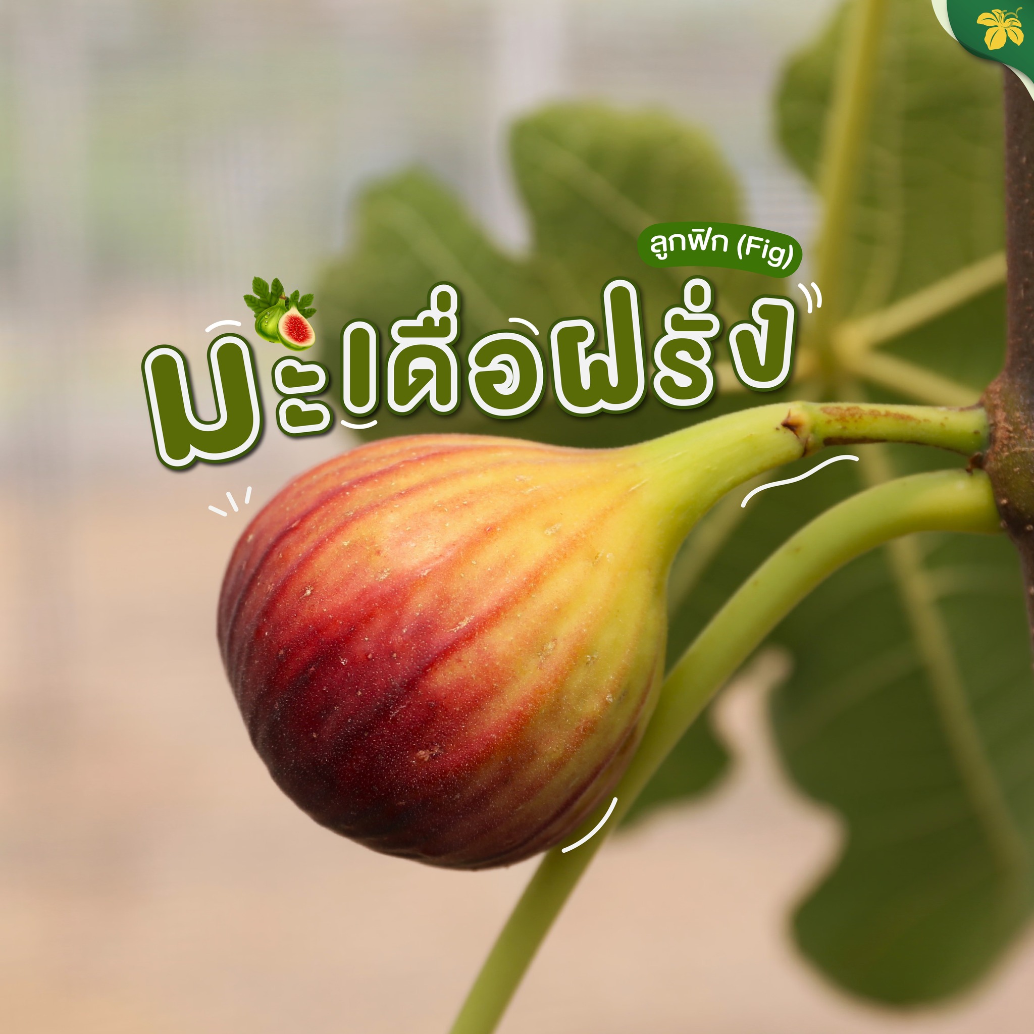 ∞มะเดื่อฝรั่งผลไม้เพื่อสุขภาพคุณค่าทางโภชนาการสูง√