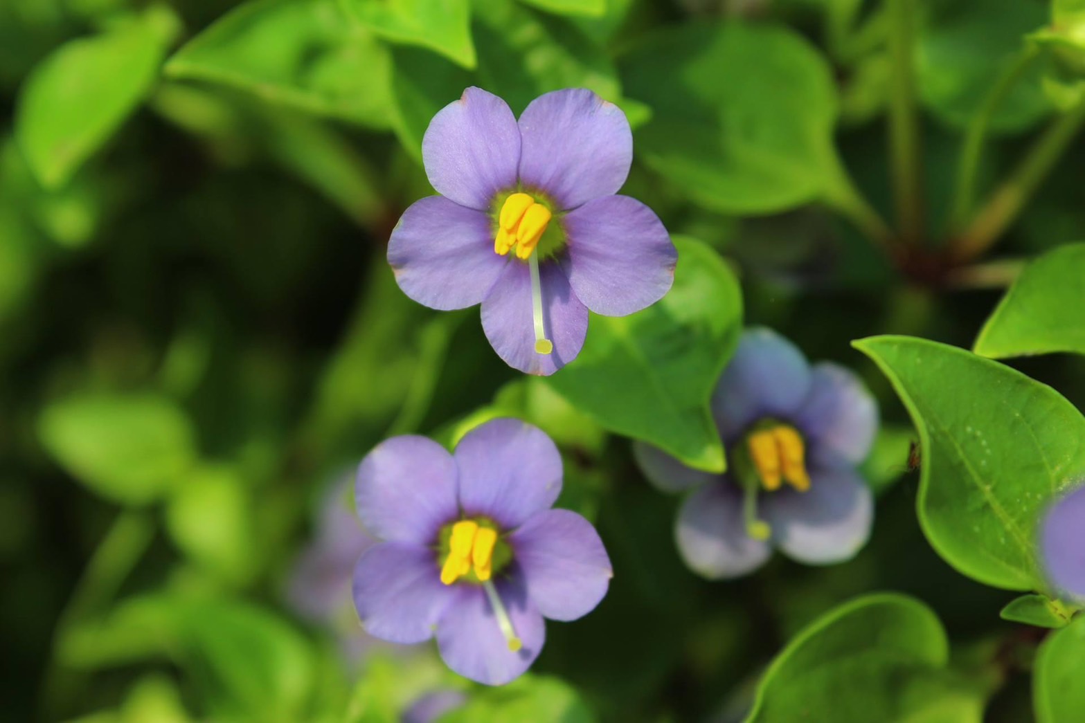 "ม่วงเทพรัตน์"ไม้มงคลพระราชทาน