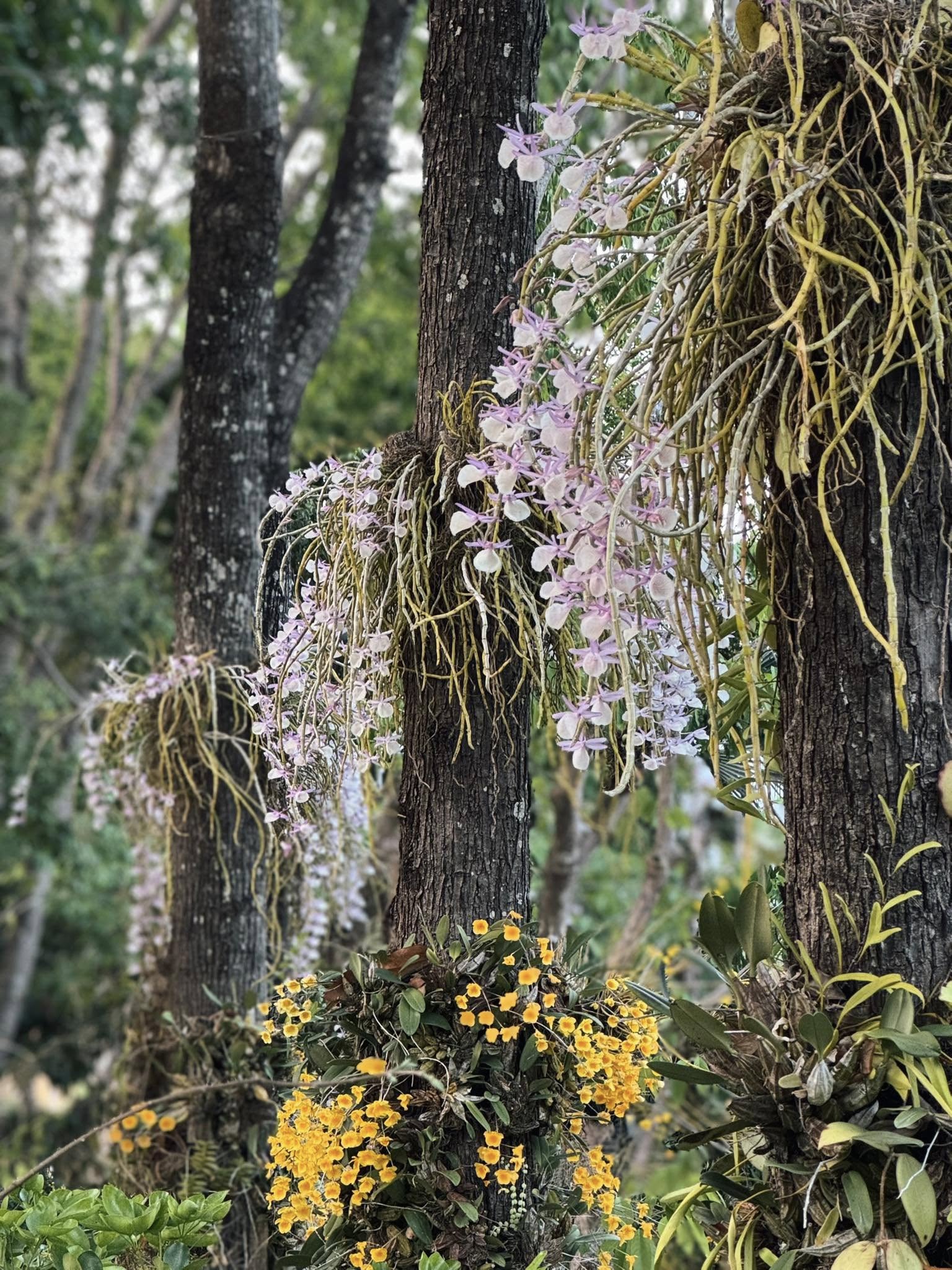 Nowinbloom|ดอกเอื้องเมืองเหนืออุทยานหลวงราชพฤกษ์จ.เชียงใหม่