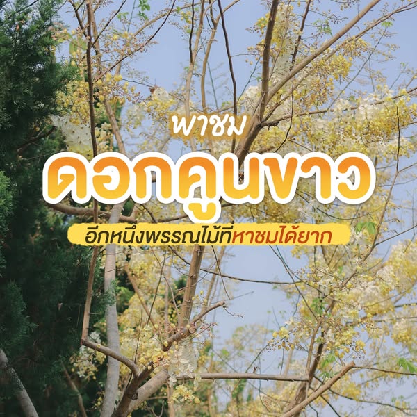“คูนขาว”บานสะพรั่งหาชมได้ยาก!อุทยานหลวงราชพฤกษ์จ.เชียงใหม่