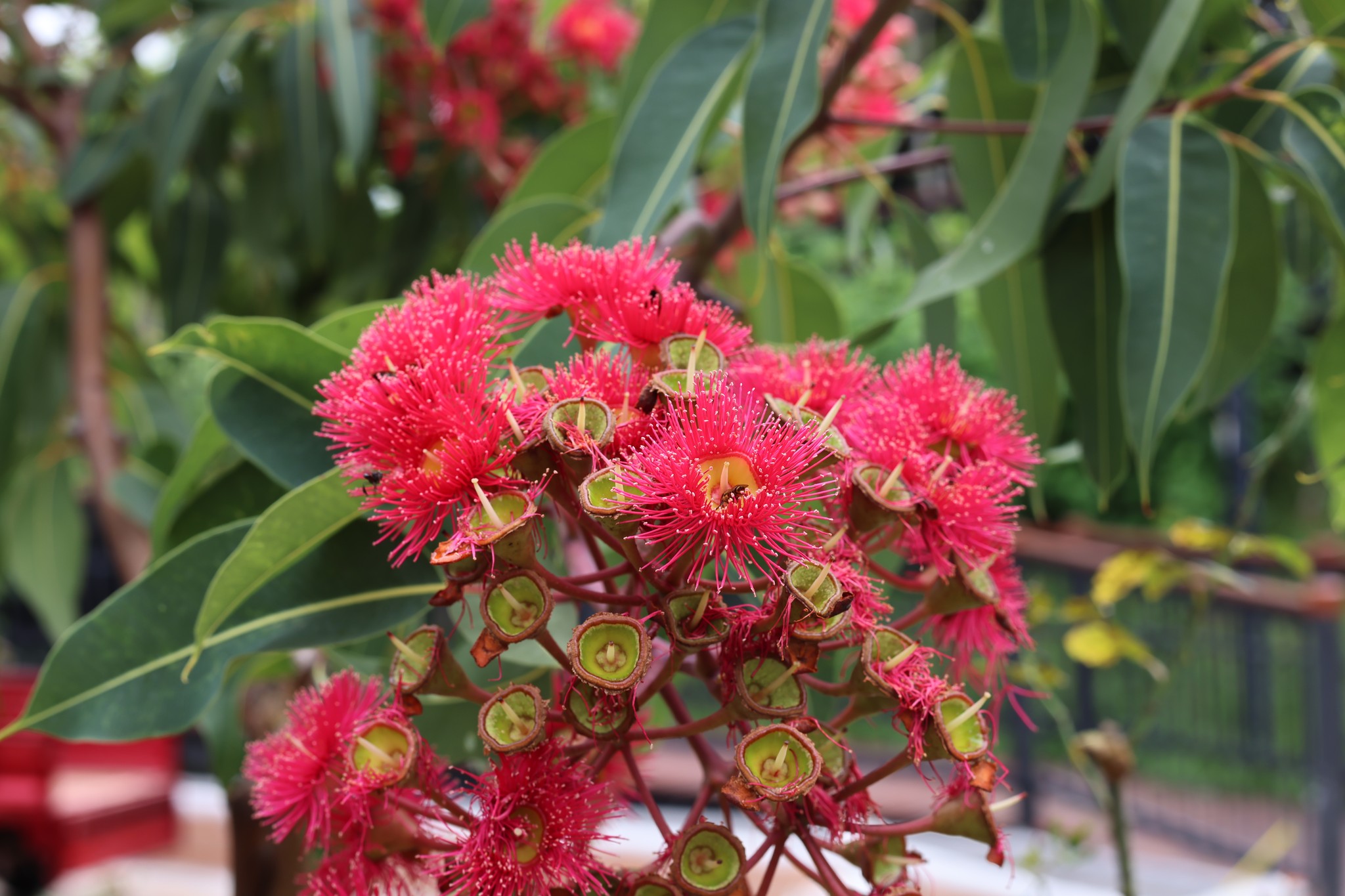 ยูคาลิปตัสดอกสีสวยแห่งออสเตรเลีย❀