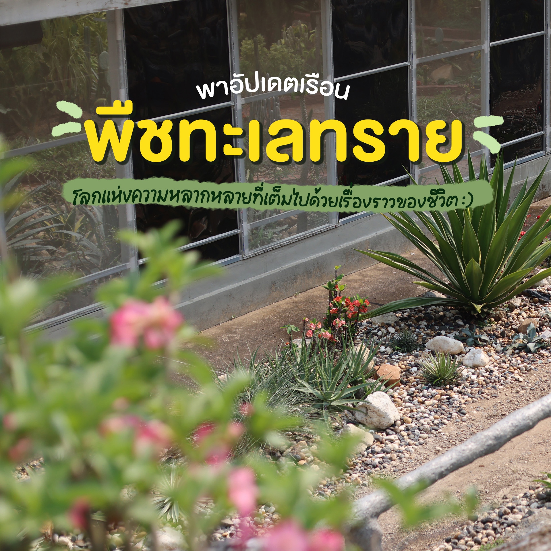 รวมดาวตัวท็อปสายแกร่งทนร้อนได้ดีกว่าใครกับ“พืชทะเลทราย