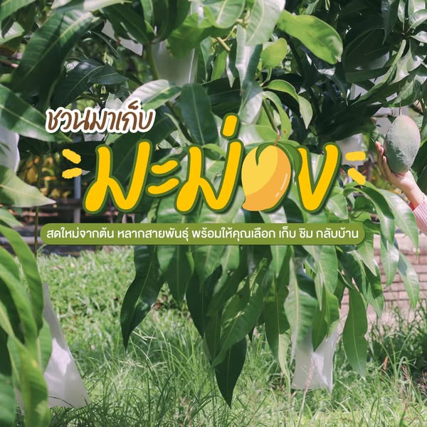 ชวนมาเก็บช้อปชิมมะม่วงสายพันธุ์จากพื้นที่สูงสดๆจากต้นณสวนไม้ผลอุทยานหลวงราชพฤกษ์