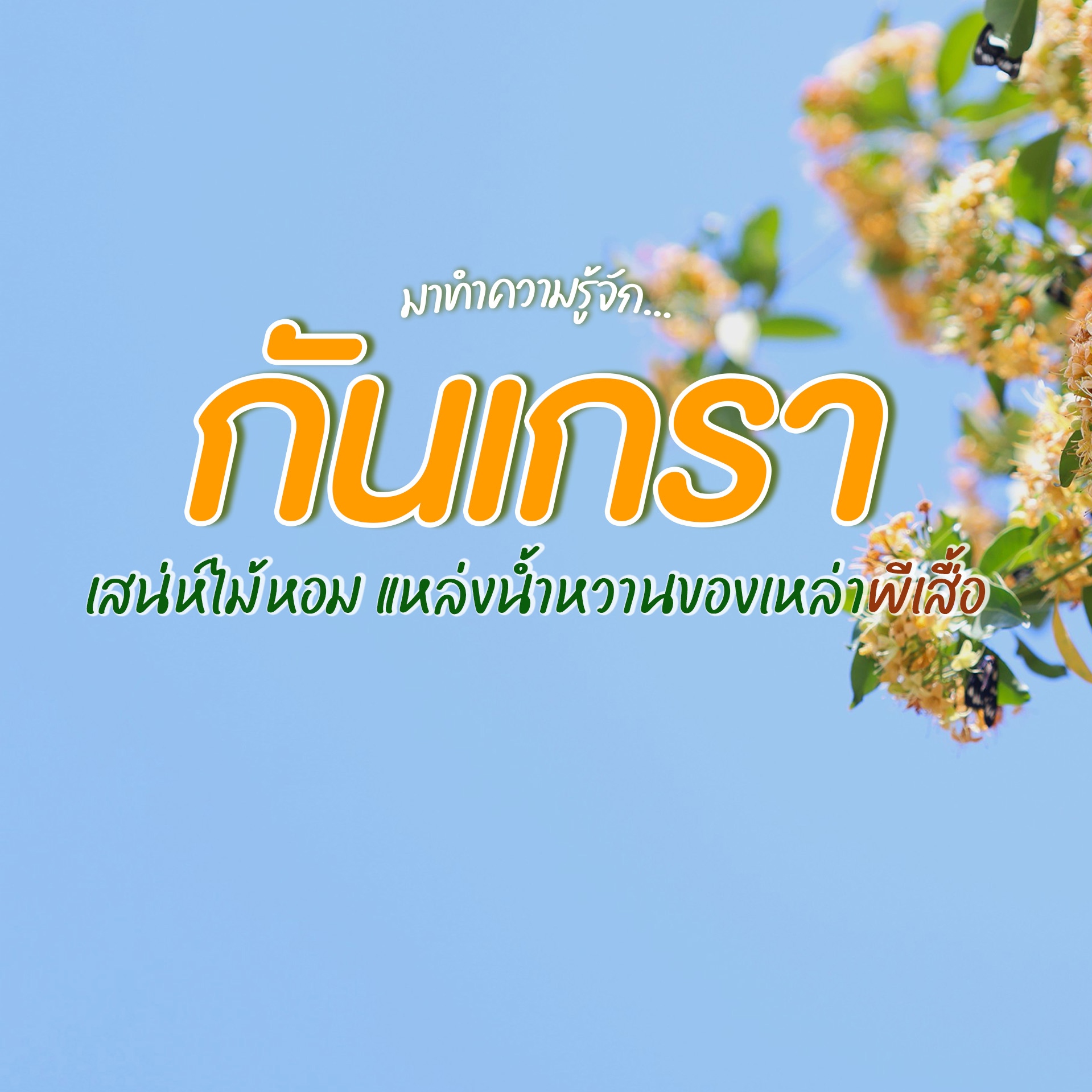 มาทำความรู้จัก...เสน่ห์"กันเกรา"ไม้หอมผู้เรียกผีเสื้อมาเยือนʚɞ