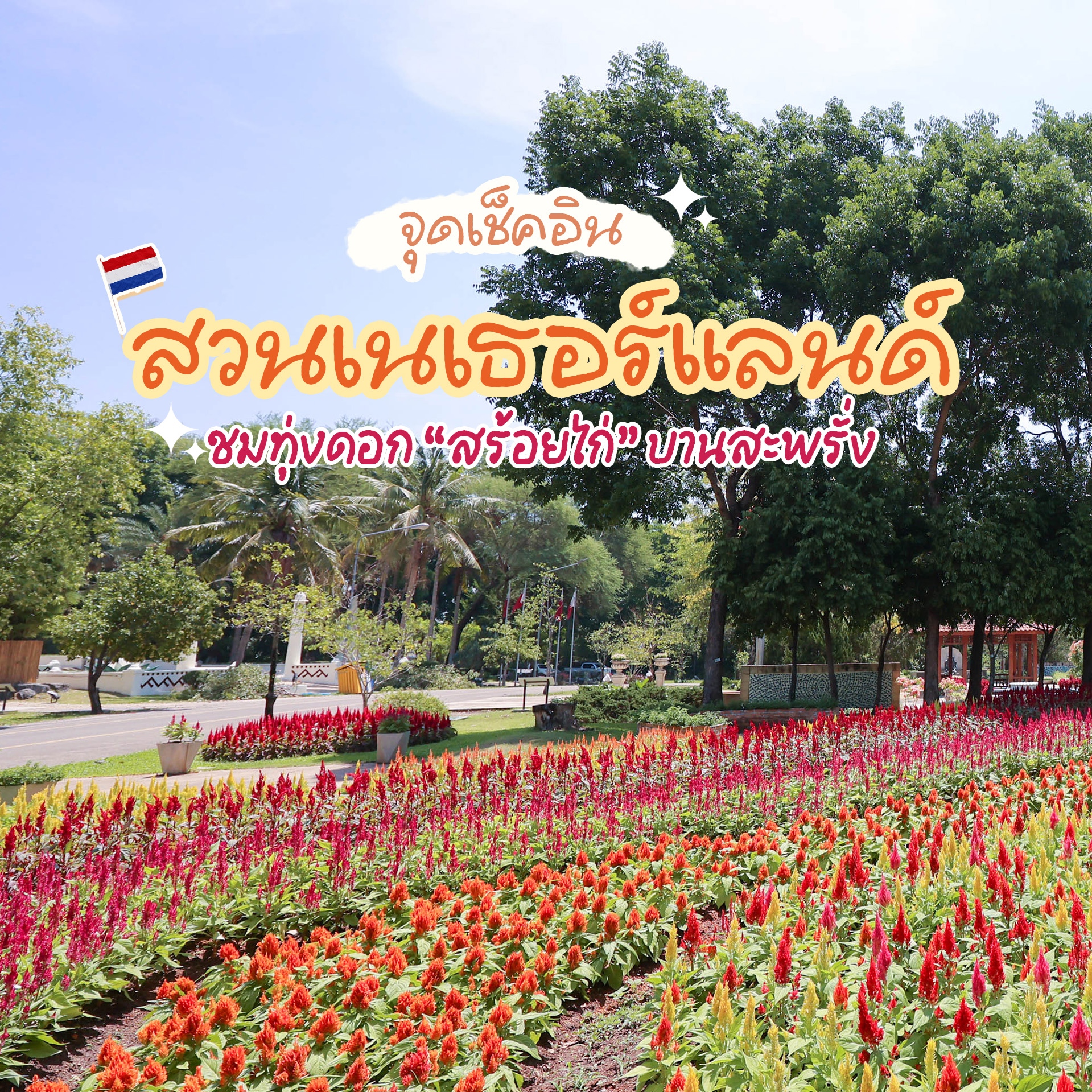 จุดเช็คอินสุดว้าวกลางทุ่งดอกสร้อยไก่ณสวนประเทศเนเธอร์แลนด์อุทยานหลวงราชพฤกษ์