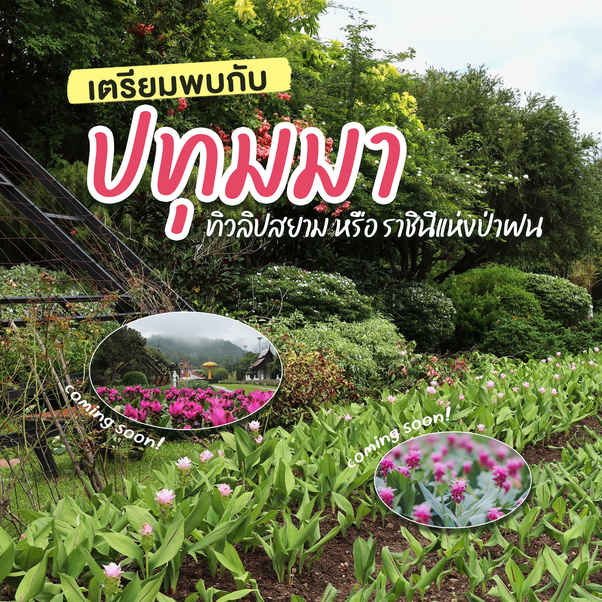 เริ่มทยอยปลูกดอก