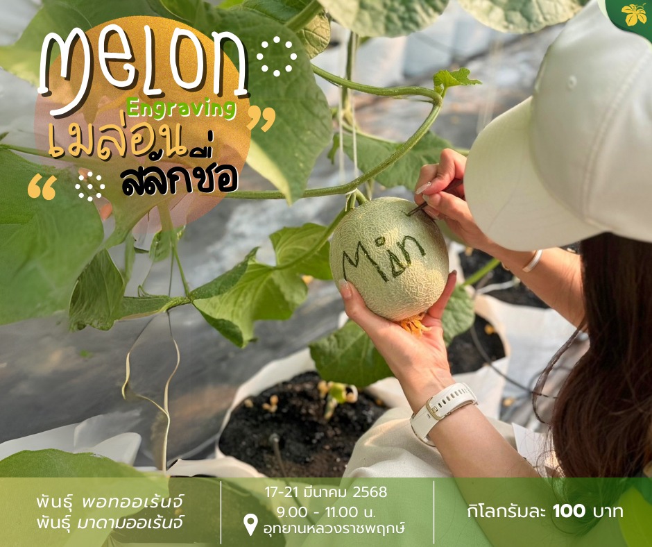 ☄กิจกรรมเมล่อนสลักชื่อกลับมาแล้วจ้า☺︎