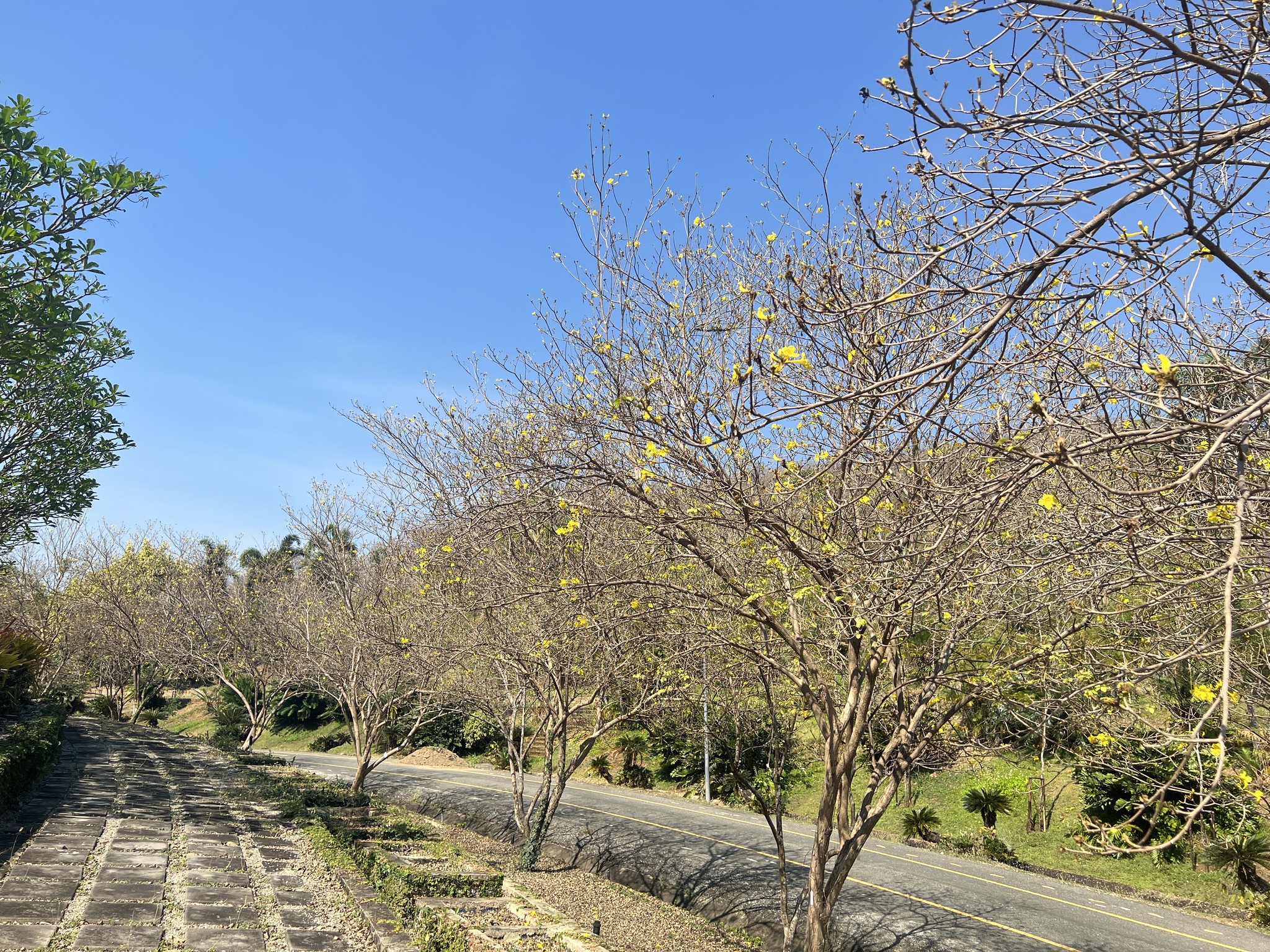 ใครพลาดชมครั้งนี้..รออีกทีปีหน้าเลยนะกับความสะพรั่งของ“ดอกเหลืองอินเดีย”