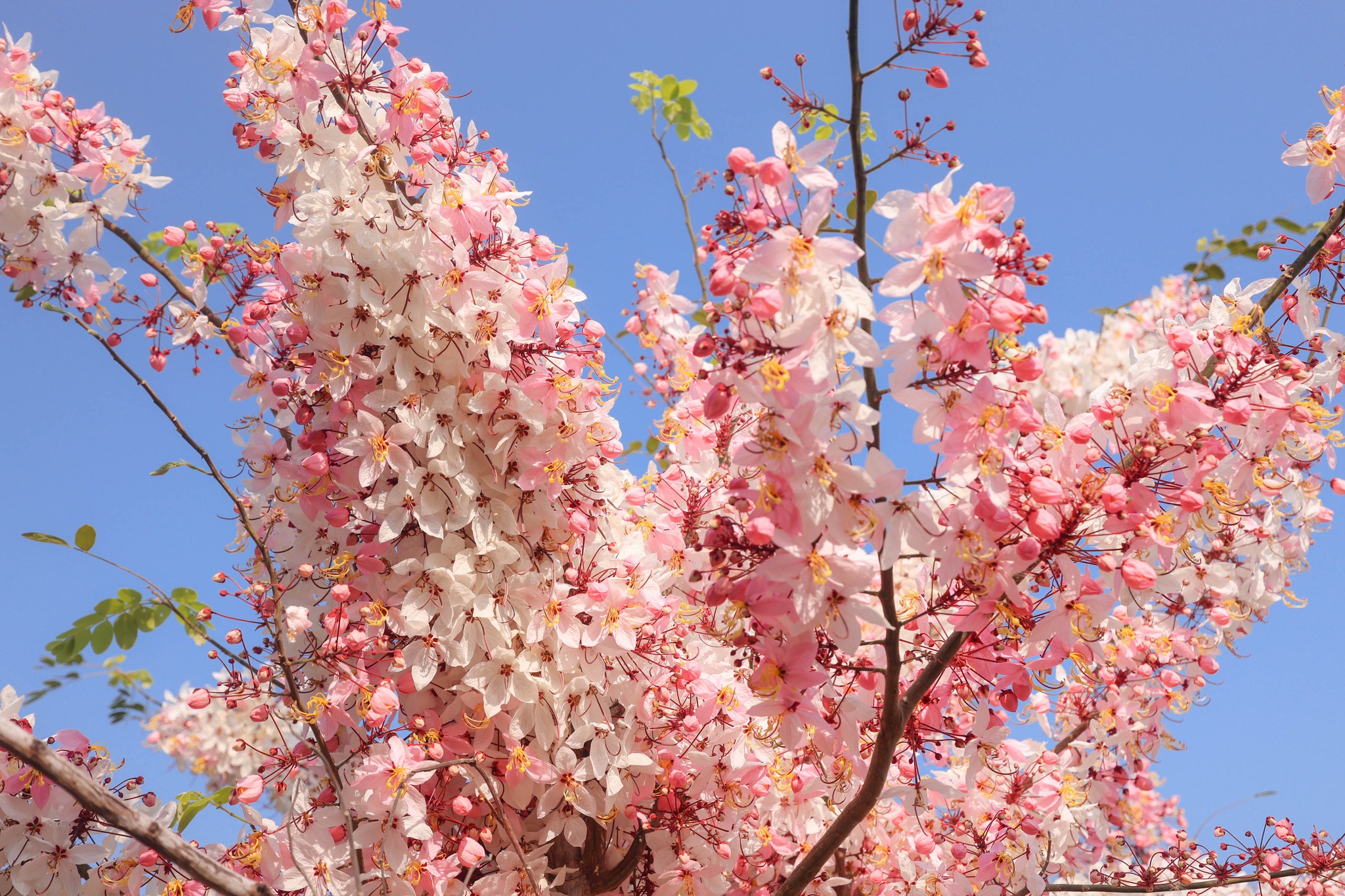 ❀ยังบานสะพรั่งอย่างงดงาม!