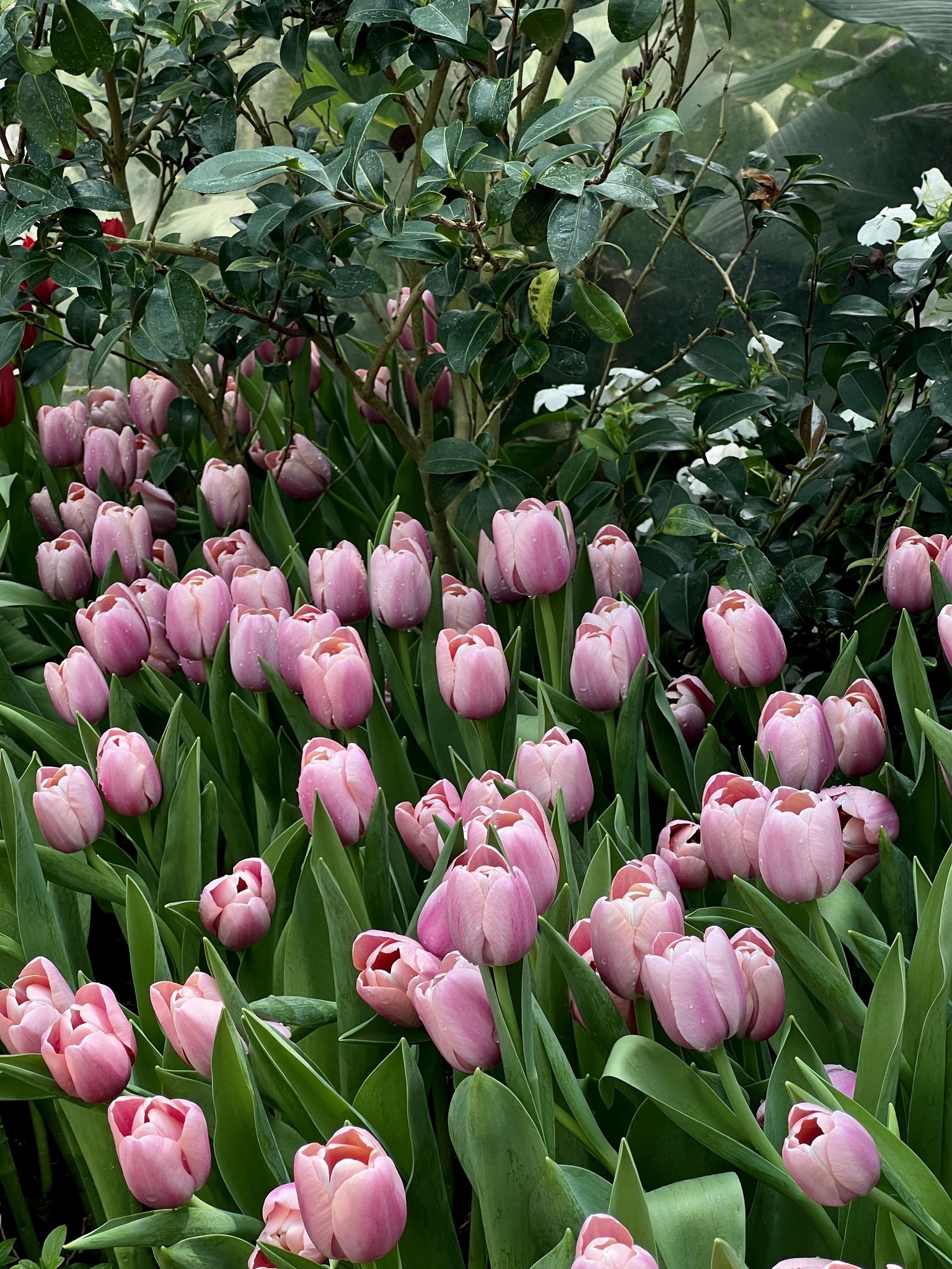 เที่ยวหน้าร้อนยังไงไม่ให้ร้อนแถมมีไม้ดอกเมืองหนาวให้ชมตลอดทั้งปี