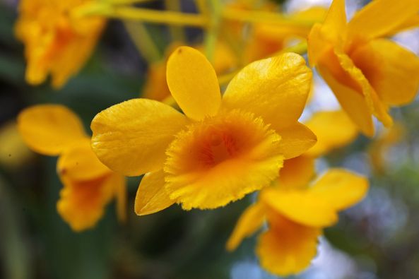 ดอกเอื้องเมืองเหนือกับความเชื่อชาวล้านนา