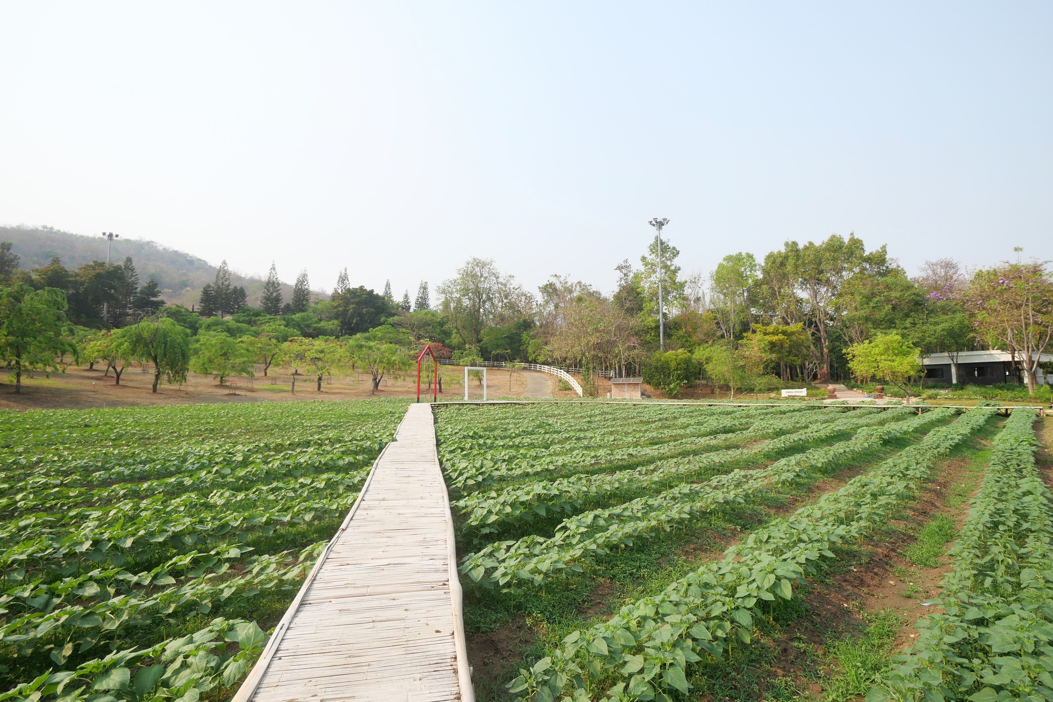 เตรียมพบกับ“ทุ่งดอกทานตะวัน”เร็วๆนี้!อุทยานหลวงราชพฤกษ์จ.เชียงใหม่❁